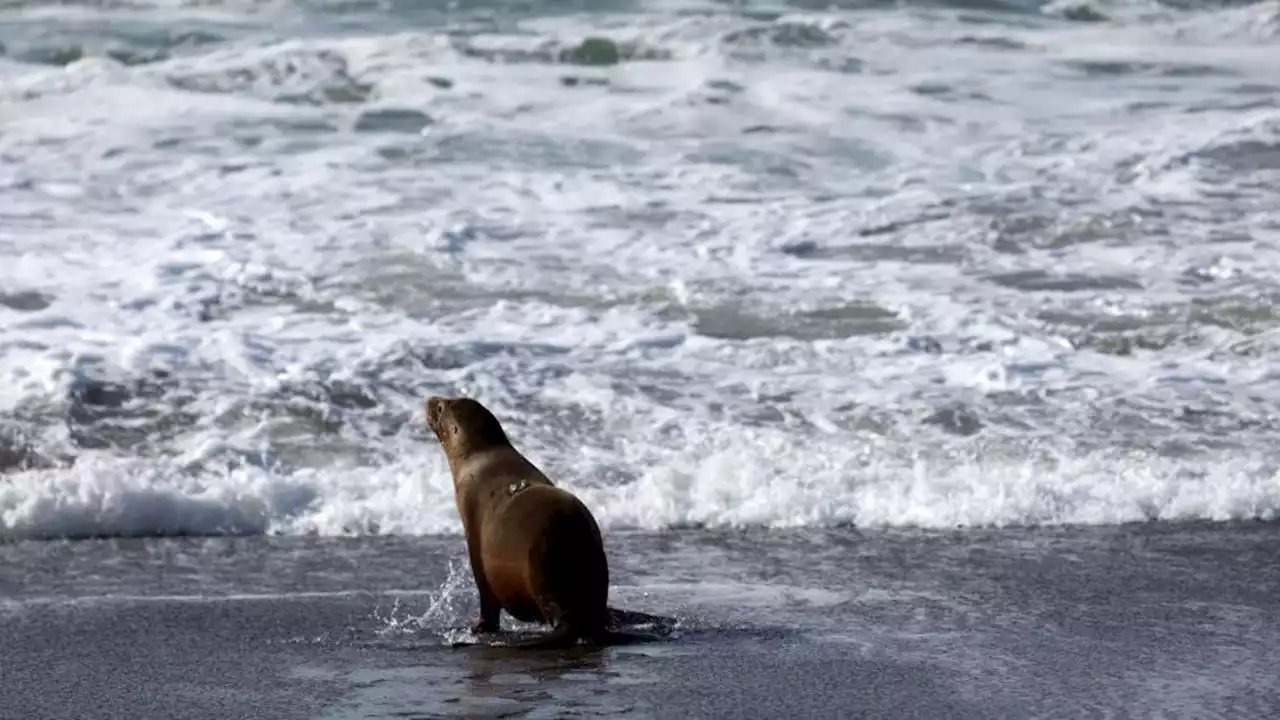 A Toxic Algae Bloom Is Killing California's Sea Lions