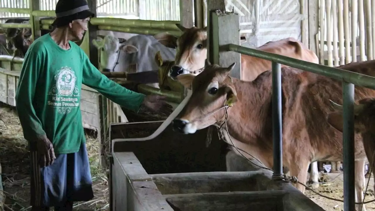 Rencana Aksi Swasembada Daging Sapi Disiapkan