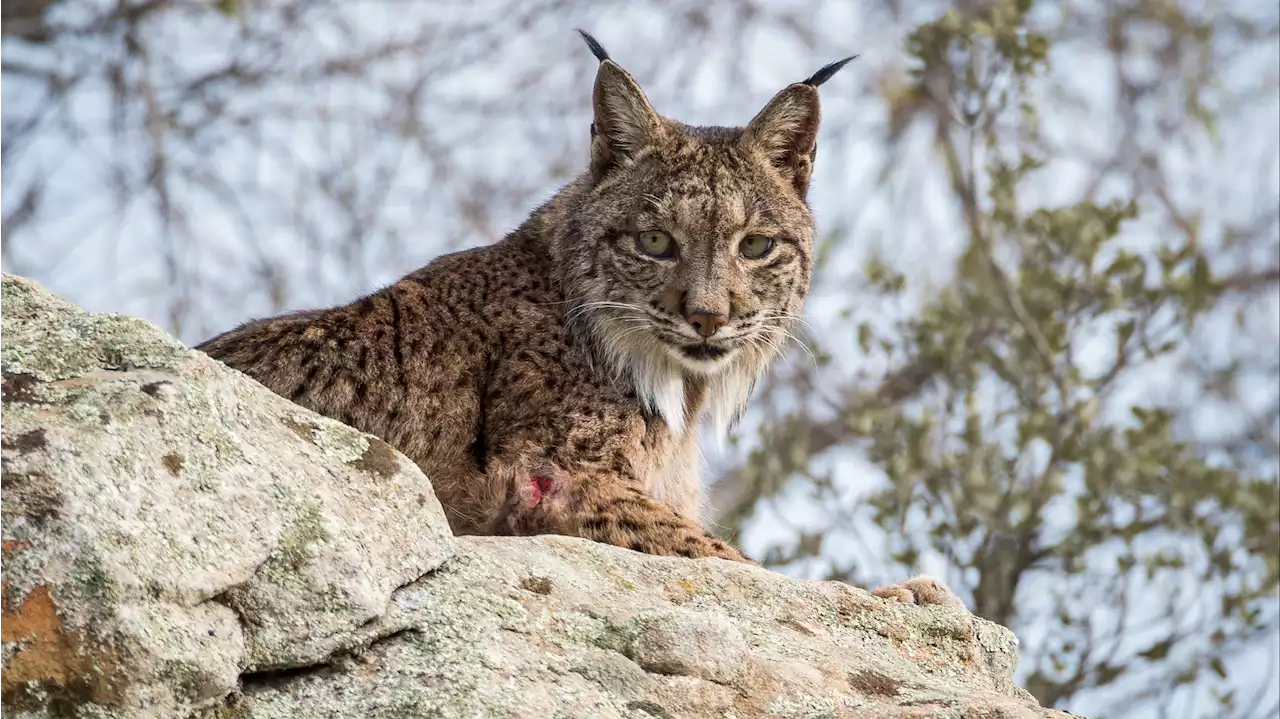 Agentes Forestales de Madrid localizan un ejemplar de lince ibérico en Boadilla del Monte