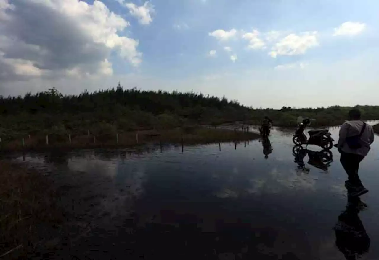 Banyak Pohon Mangrove Partai Permata Ditebang, DLH Pastikan Tak Keluarkan Izin