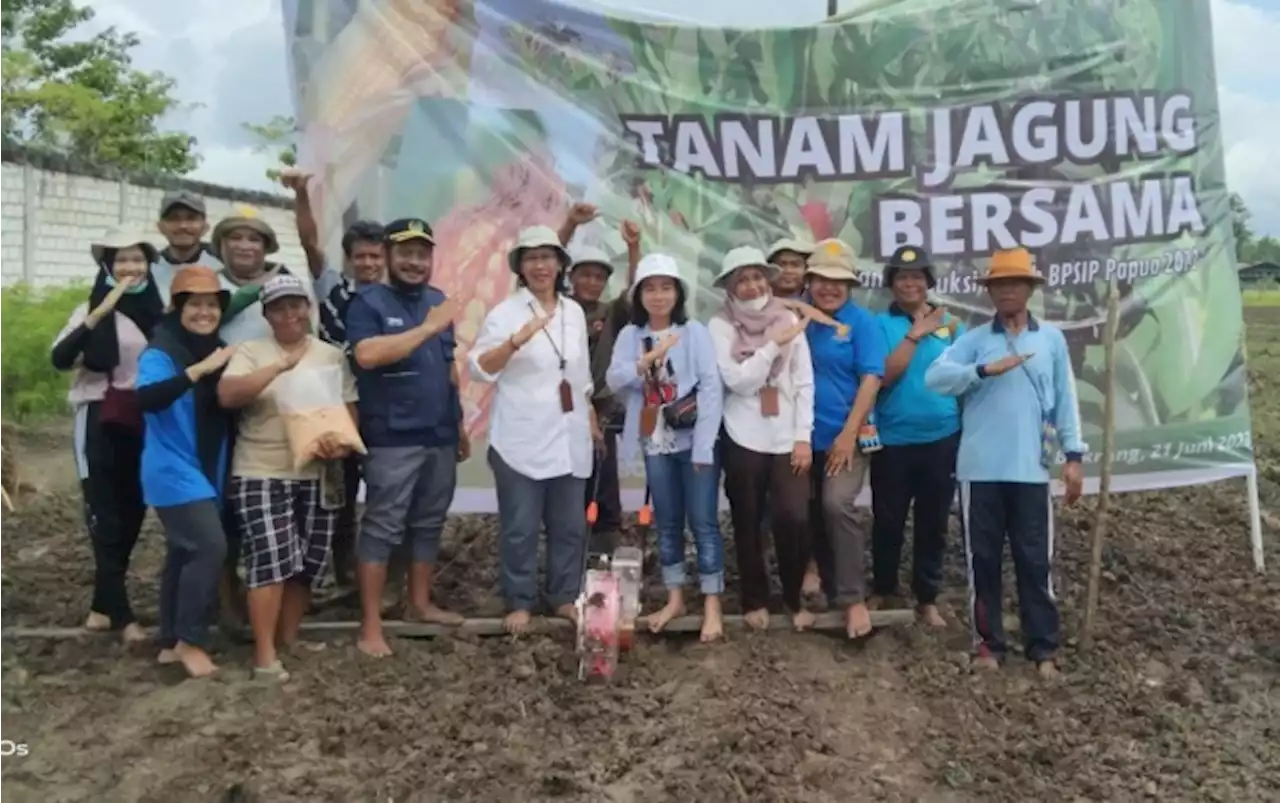 Masyarakat Diharapkan Bisa Melakukan Pembenihan Jagung Sendiri