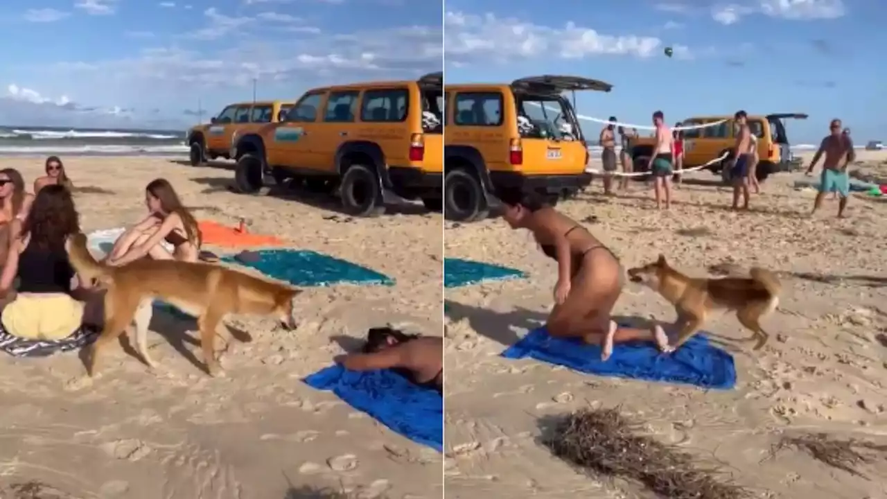 Dingo morde bumbum de banhista francesa em praia na Austrália; veja vídeo