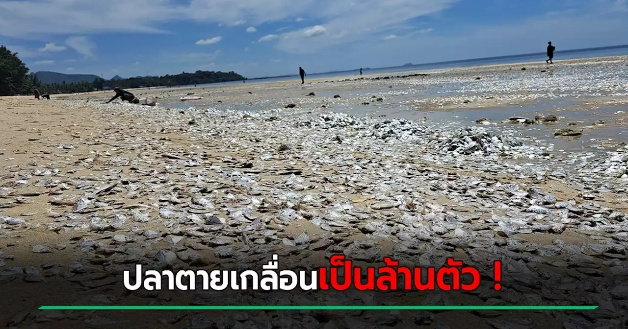 สุดอึ้ง ! ปรากฏการณ์ปลาตายน้ำแดงเกลื่อนหาดนับล้านตัว - เตือน อย่าเก็บไปกิน