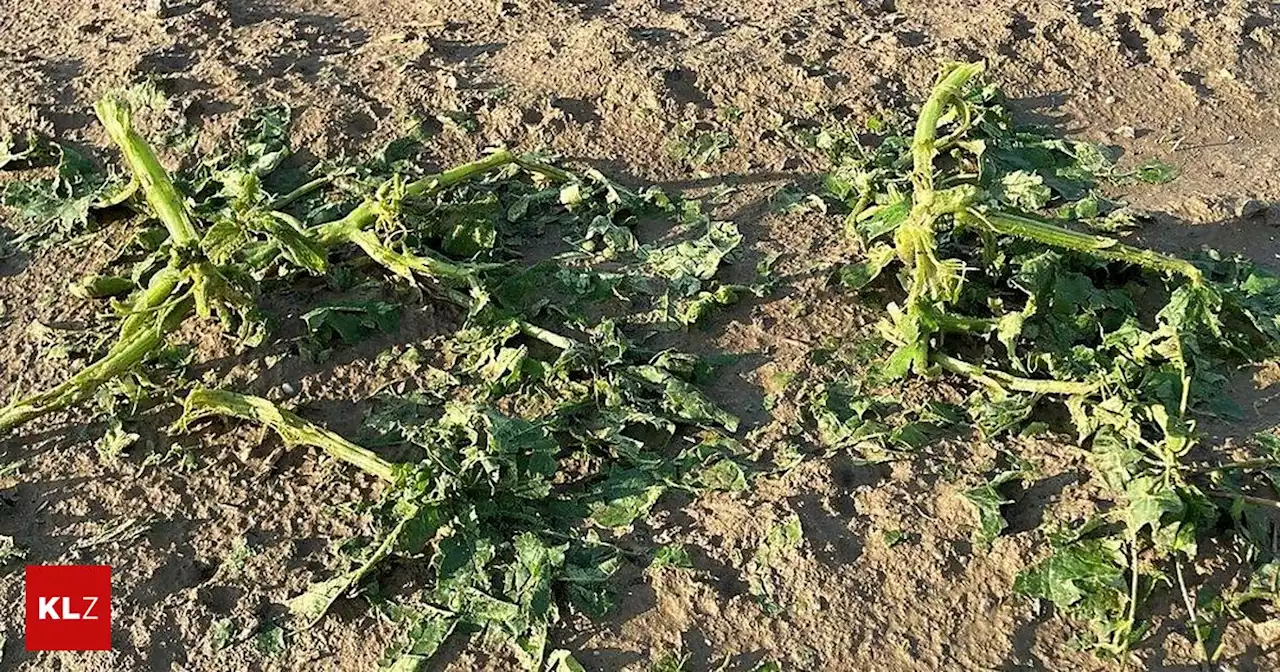 Ernteausfälle befürchtet: Land greift geschädigten Kürbisbauern unter die Arme