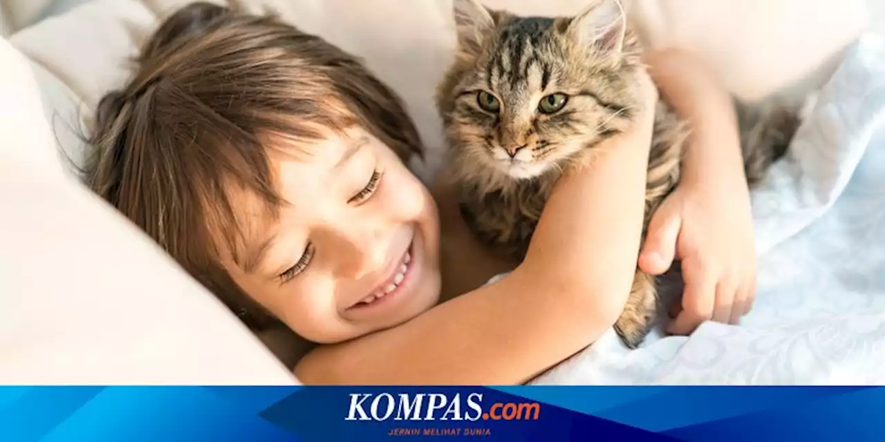 10 Ras Kucing yang Cocok untuk Anak-anak