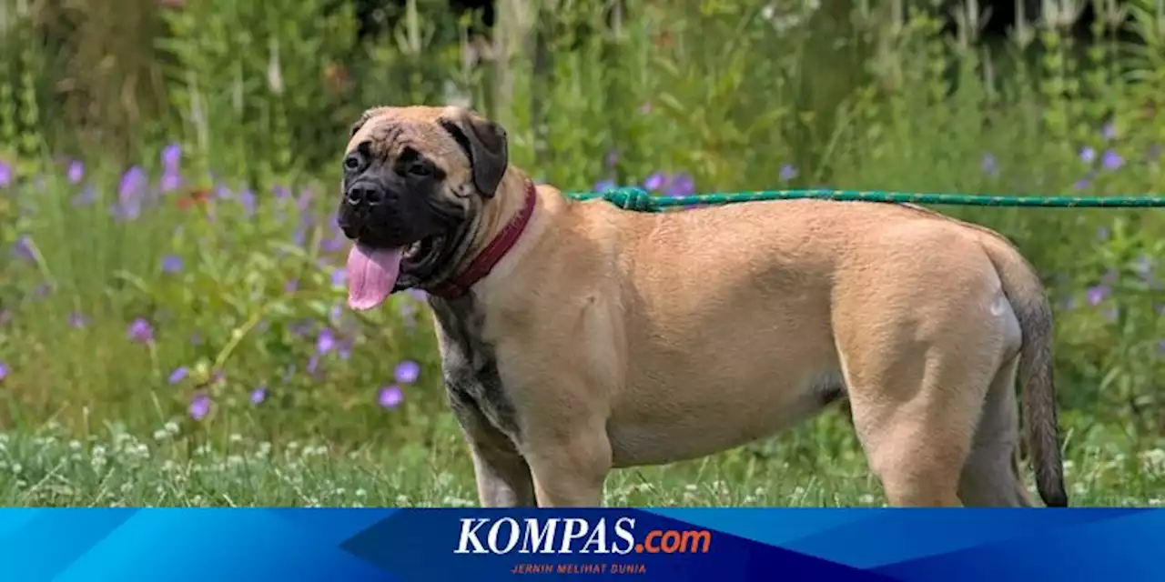 Anjing Gila Menyerang Warga di Luwu, 2 Orang Terluka