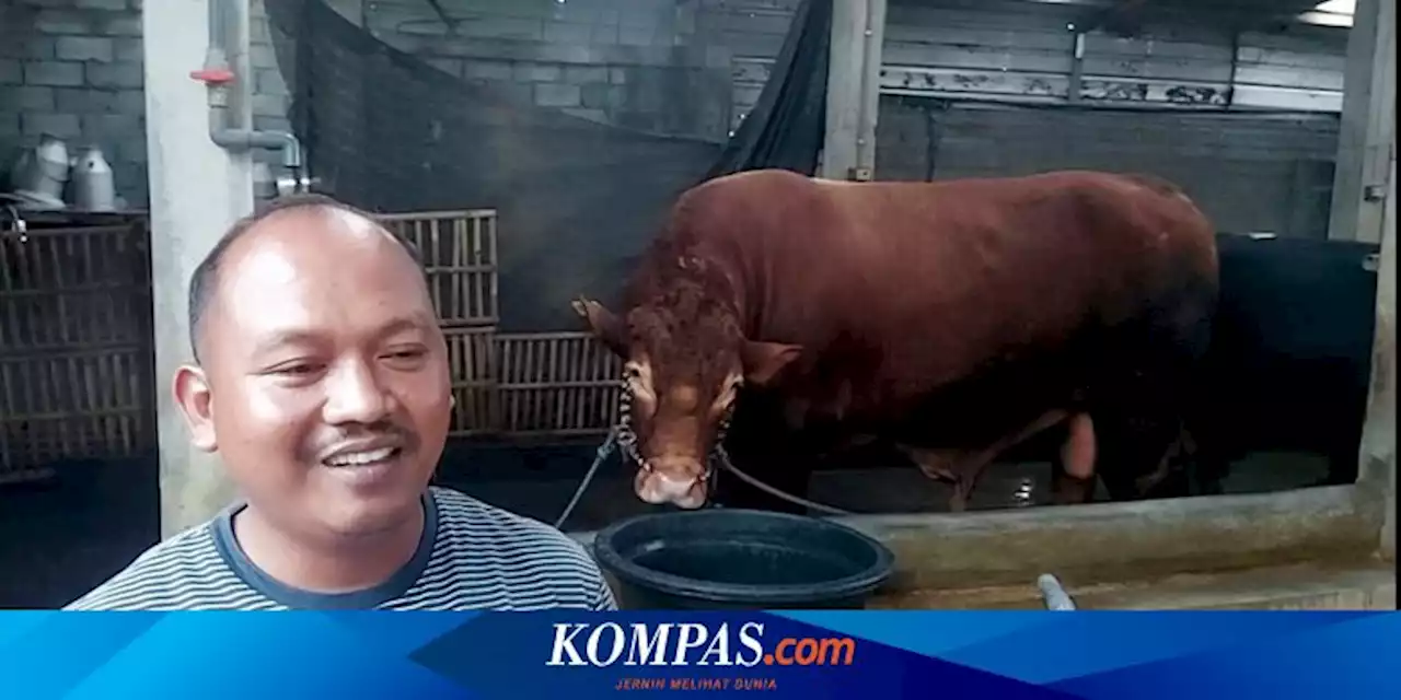 Kisah Sutrisno Merawat Bambo, Sapi Berbobot 1 Ton Incaran Presiden Jokowi, Dimandikan 3 Kali Sehari