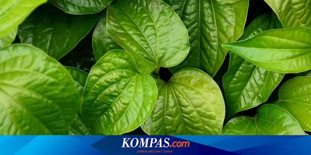 Manfaat dan Efek Samping Daun Sirih, Bisa Picu Kecanduan dan Euforia