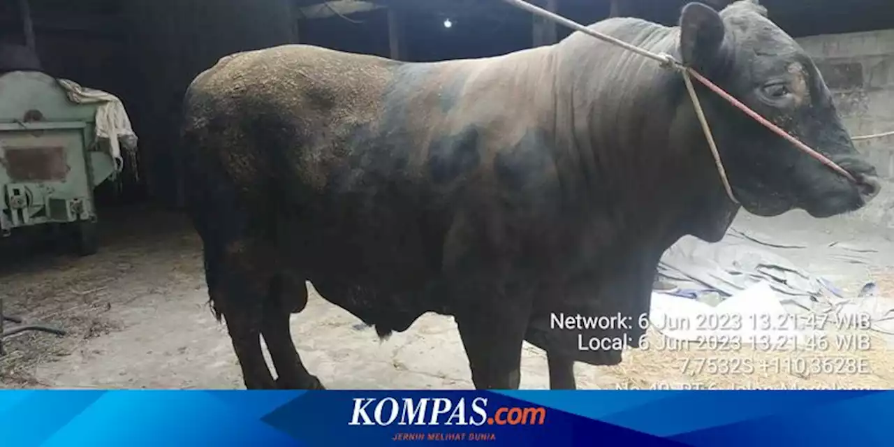 Sapi Milik Petani Milenial Sleman Terpilih Jadi Hewan Kurban Presiden Jokowi