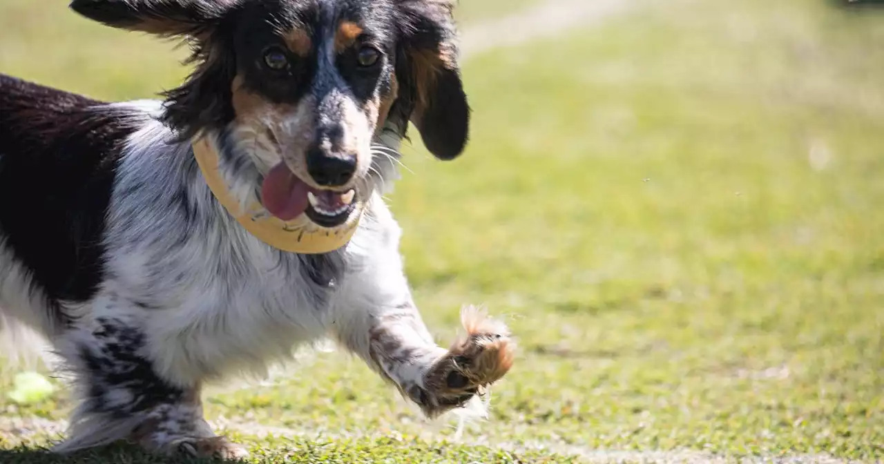 This heat is ruff. Here's how to protect your pets.