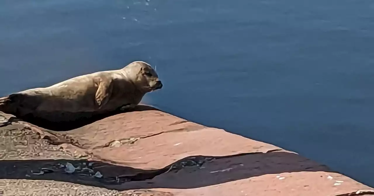 Warning as seal named Stella makes Whitehaven Harbour home for past fortnight