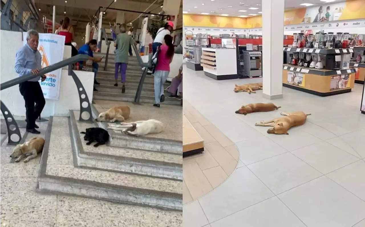 Chedraui corre perritos y Elektra los deja del intenso calor