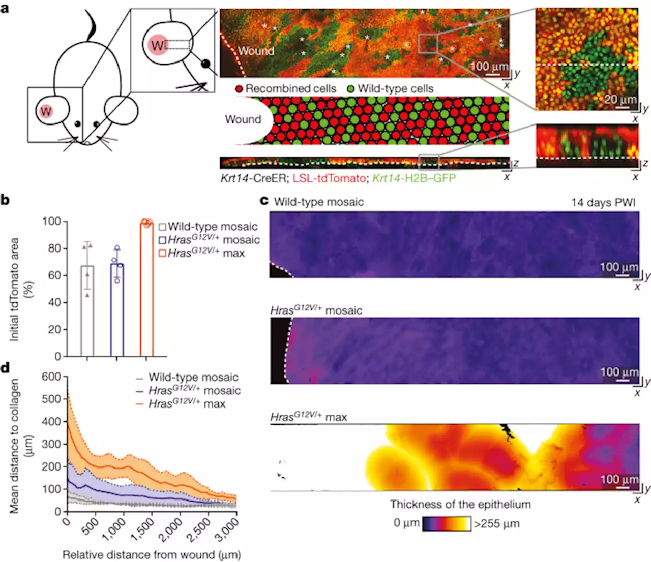 Injury prevents Ras mutant cell expansion in mosaic skin - Nature