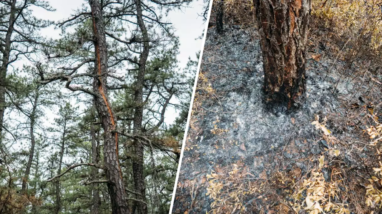 Burlington County wildfires caused by lightning, officials say