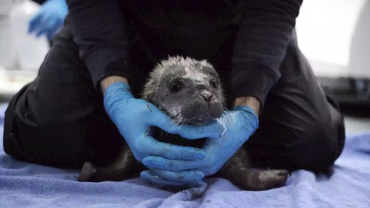 Zeehondenpups in opvang nadat mensen stenen gooiden en selfies maakten