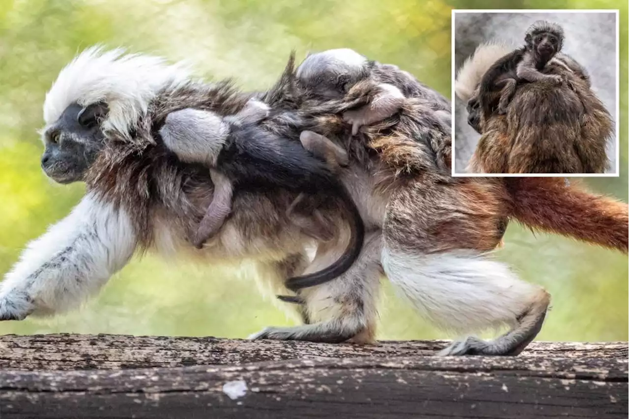 Disney’s Animal Kingdom welcomes endangered cotton-top tamarin monkeys