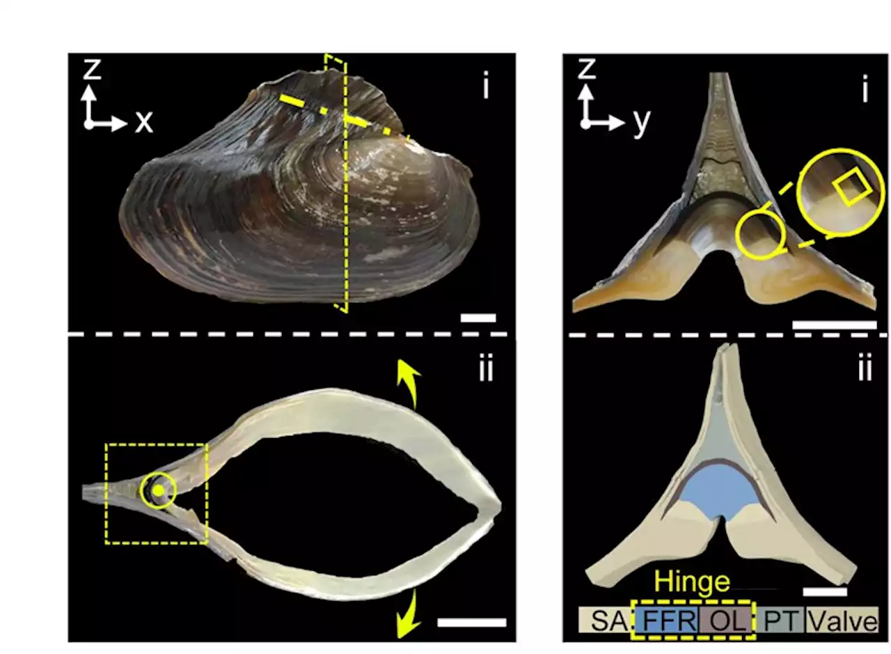 Scientists learn about fatigue resistance of materials from bivalve hinge