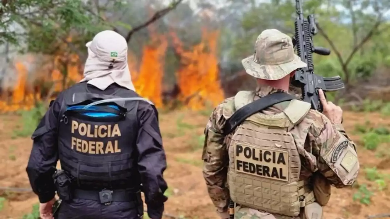 Polícia Federal destrói 214 mil pés de maconha em Pernambuco