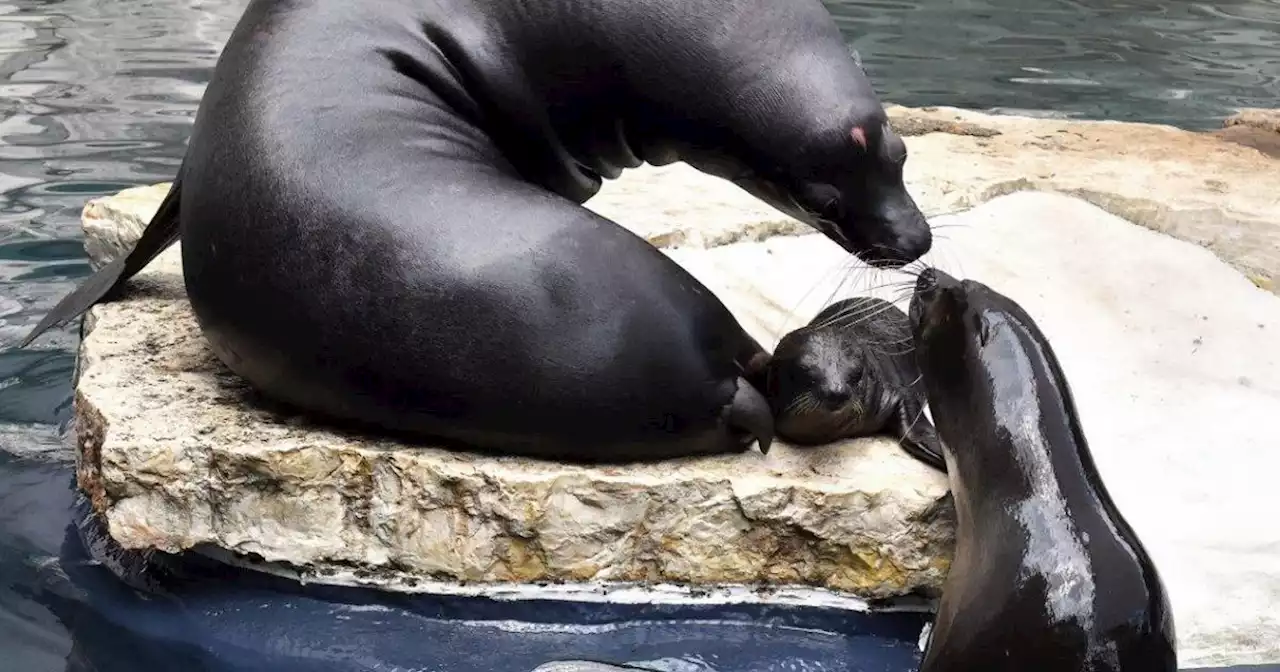 Roma, sorpresa al Bioparco: è nata per la prima volta un'otaria della California