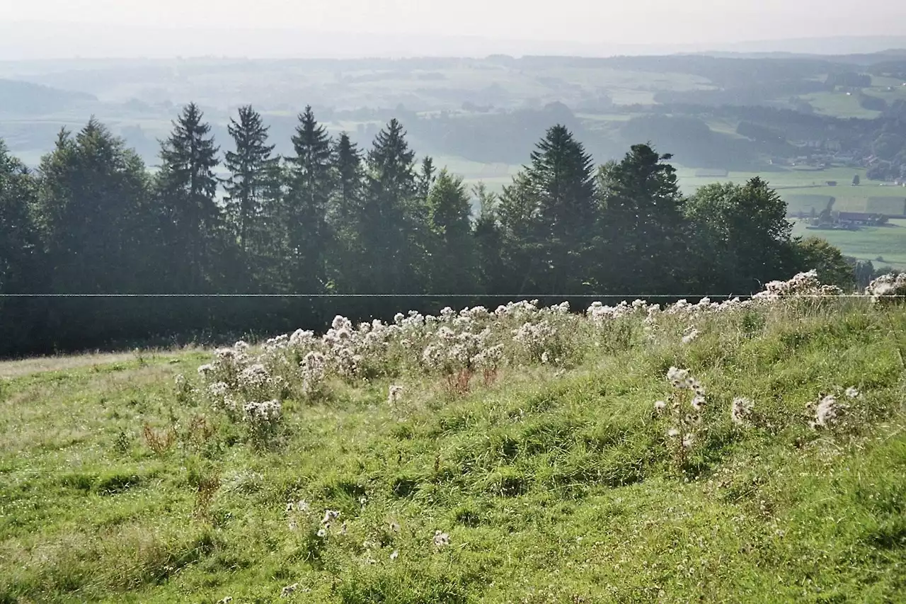 Geschlossene Grasnarbe hemmt Distel & Co. - Schweizer Bauer