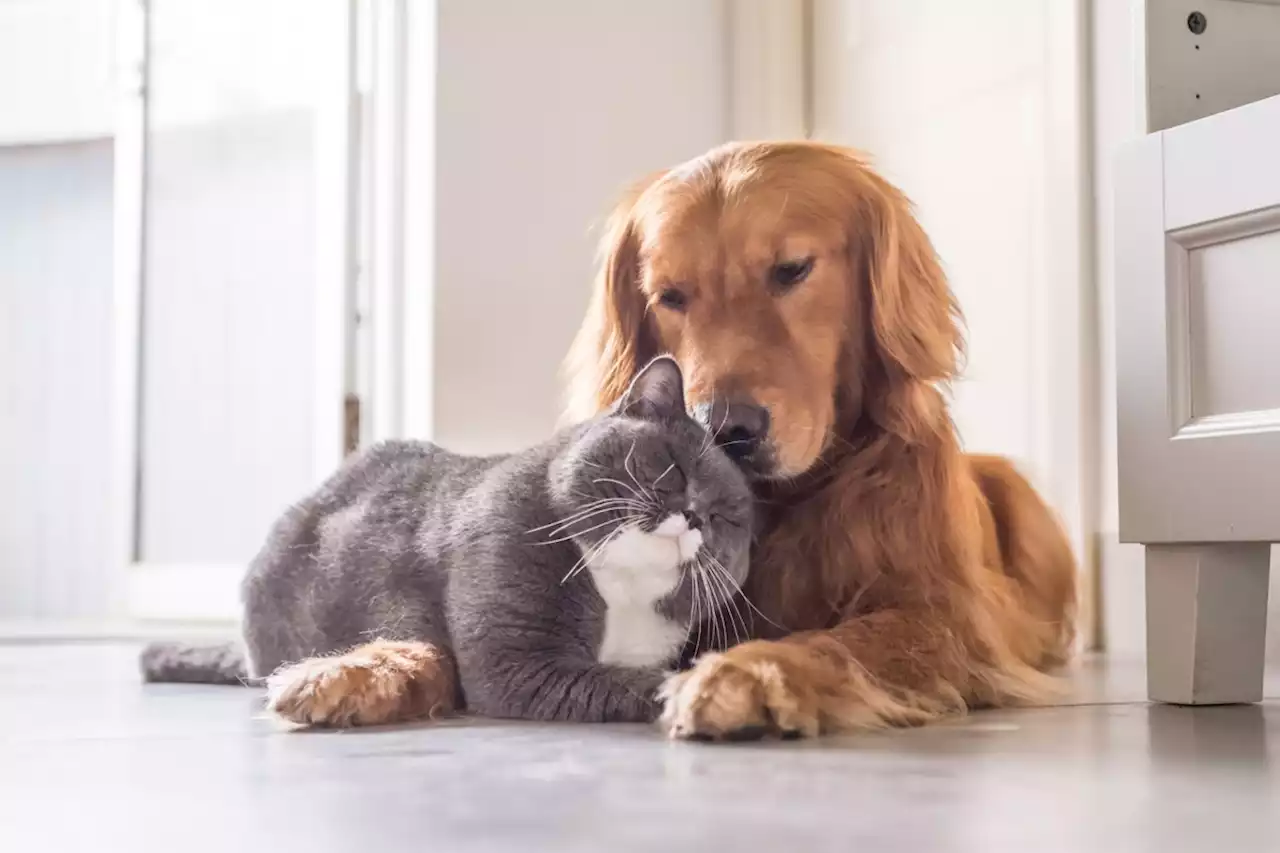 Pets & Animals: Pets and children equally loved, survey finds