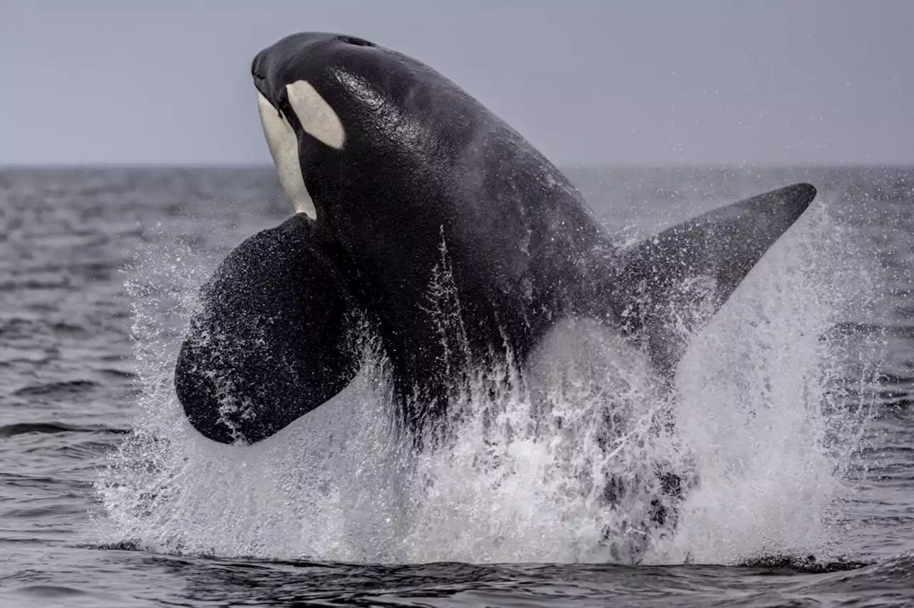 Orca whale rams yacht off Shetland amid fears boat attacks are spreading north