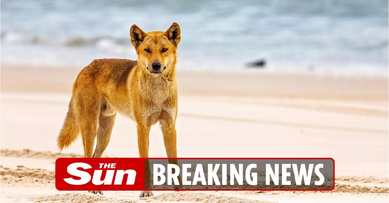 Boy, 10, bitten & dragged underwater by dingo in attack at holiday resort