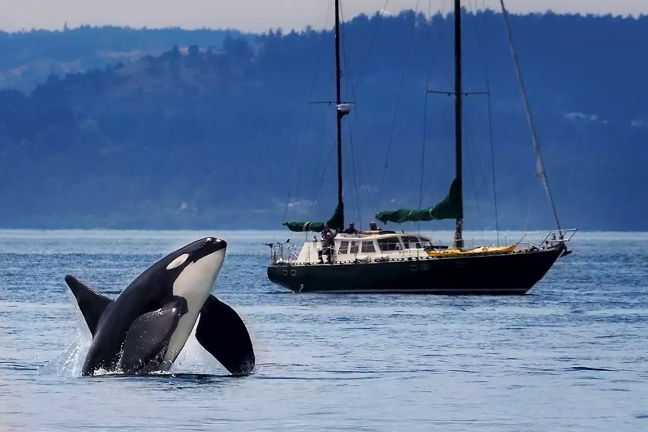 Killer whale attacks spread to UK waters for first time as yacht rammed