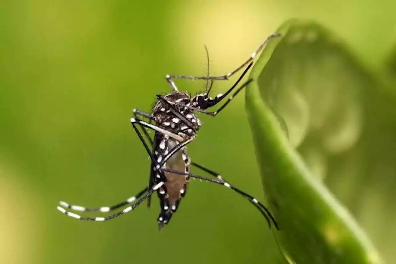 OMS em Alerta: o que o El Niño tem a ver com doenças virais?