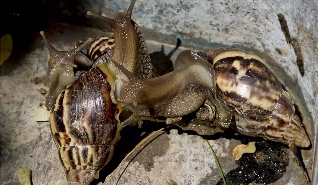 Part of Florida’s Broward County quarantined in effort to wipe out invasive snails