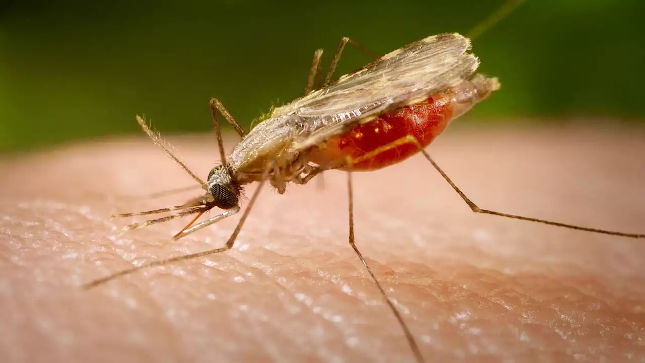 Florida Malaria Case Is Second Recently Recorded | Weather.com