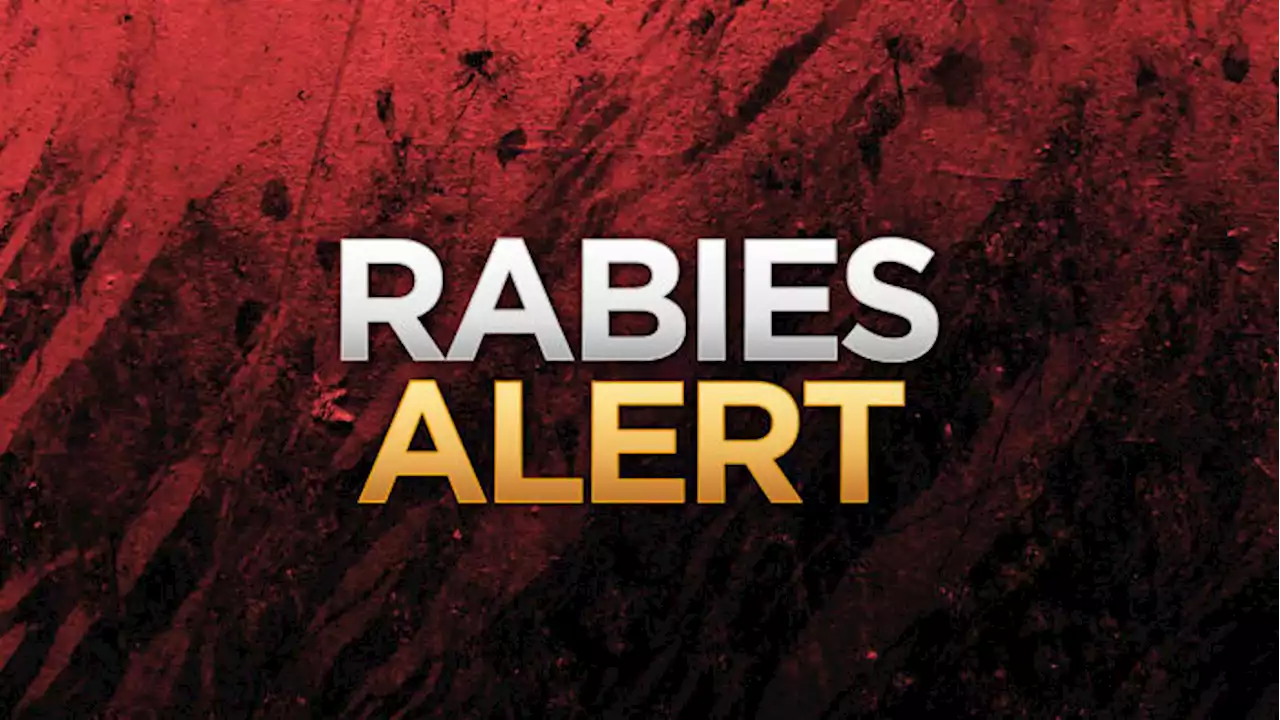 Health officials issue warning after raccoon tests positive for rabies on Jekyll Island