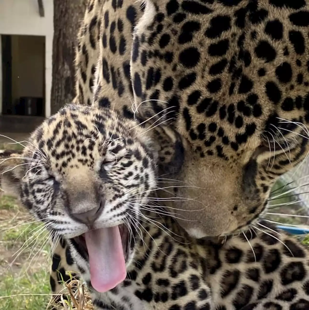 How you could name the Jacksonville Zoo’s newest Jaguar cub