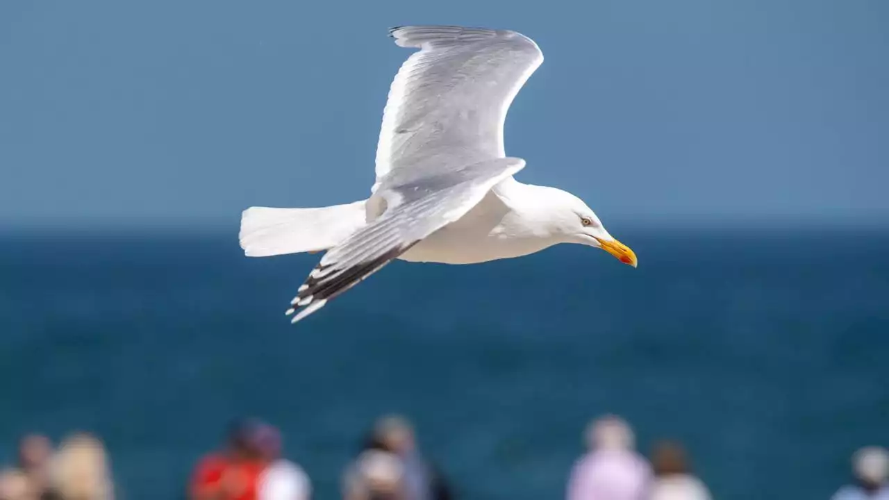 Vogelgrippe auch im Sommer: Möwen besonders betroffen