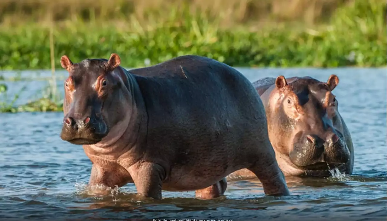 Consejo de Estado convoca audiencia por demanda que declara a hipopótamos como especie invasora