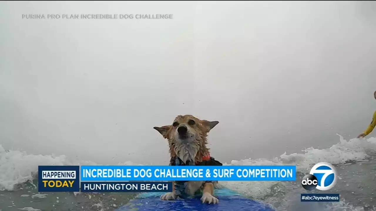 Dogs ride the big waves at annual surf competition in Huntington Beach