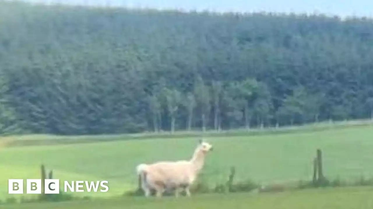 Owner appeal after llama found wandering in Aberdeenshire