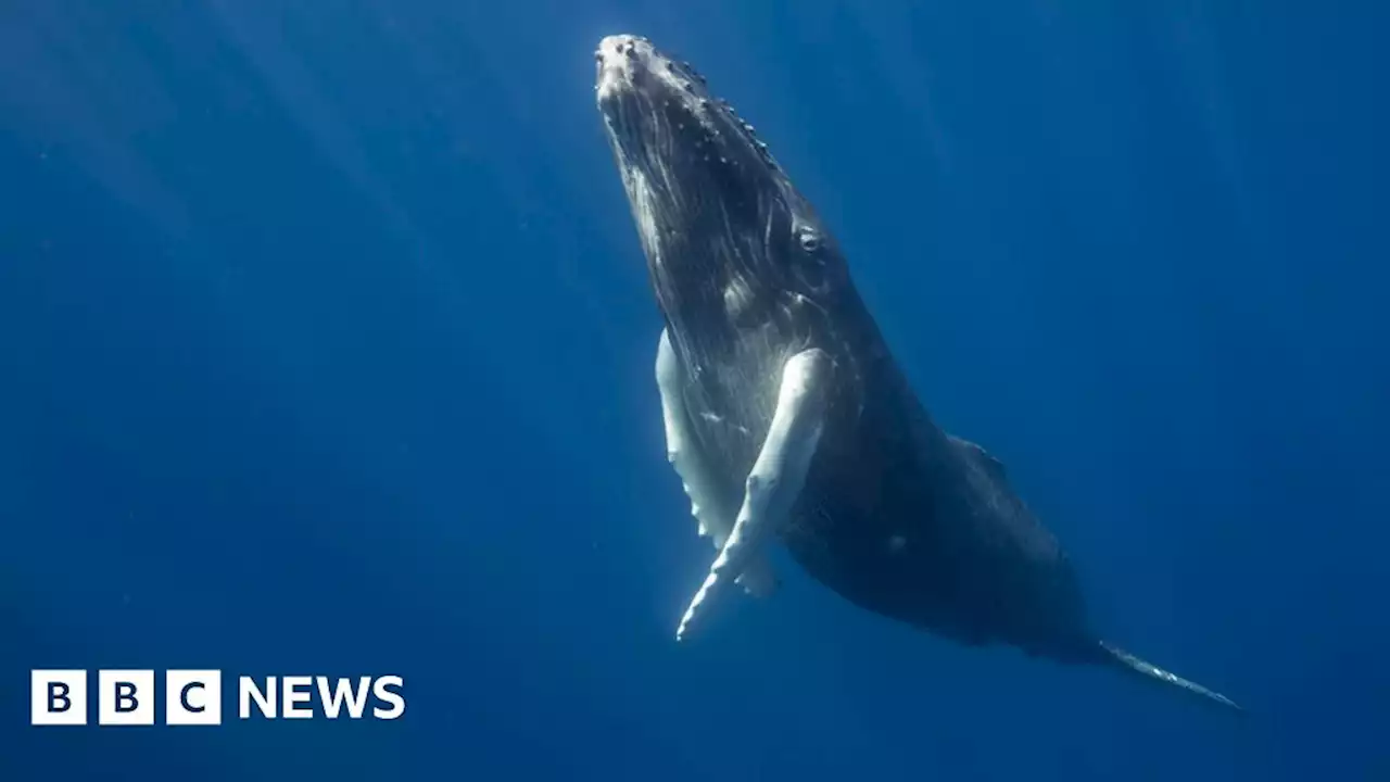 Whale song clue to humpback route off Ireland and Scotland