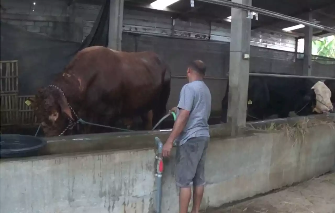 Presiden Jokowi Beli 5 Ekor Sapi di Semarang untuk Kurban Iduladha