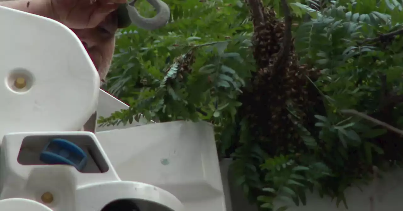 Beekeepers remove, relocate swarm of thousands of bees in Daley Plaza