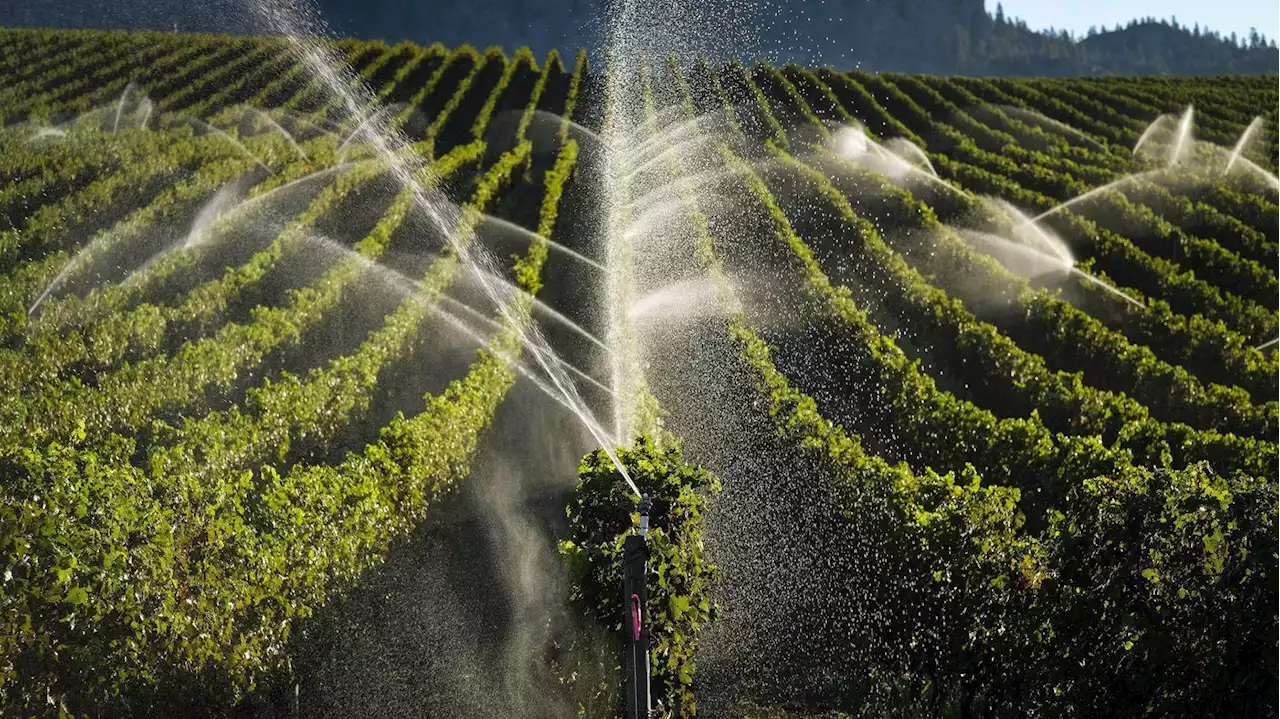 Winter cold snap in B.C. cut 2023 grape crop by up to 56 per cent: growers