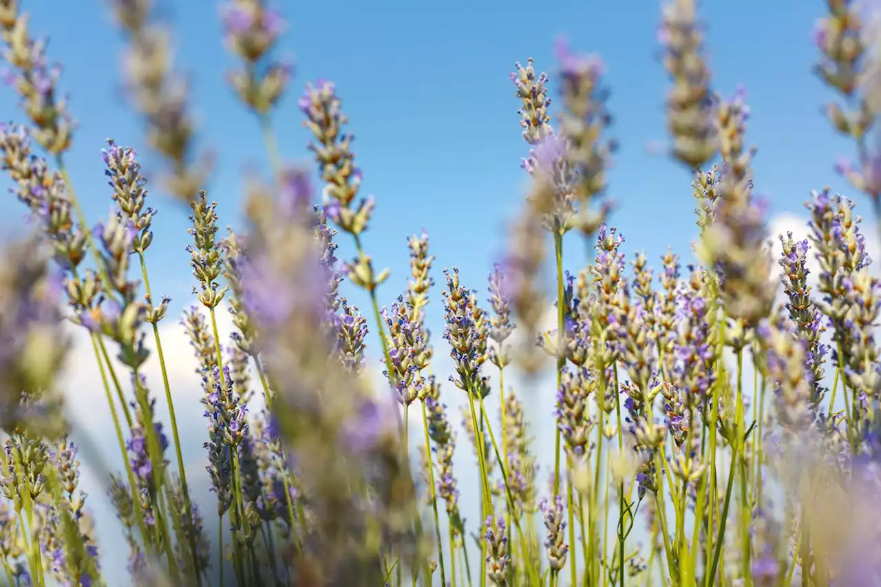 España, segundo exportador mundial de perfume, supera las 72.000 hectáreas de cultivo para aceites esenciales