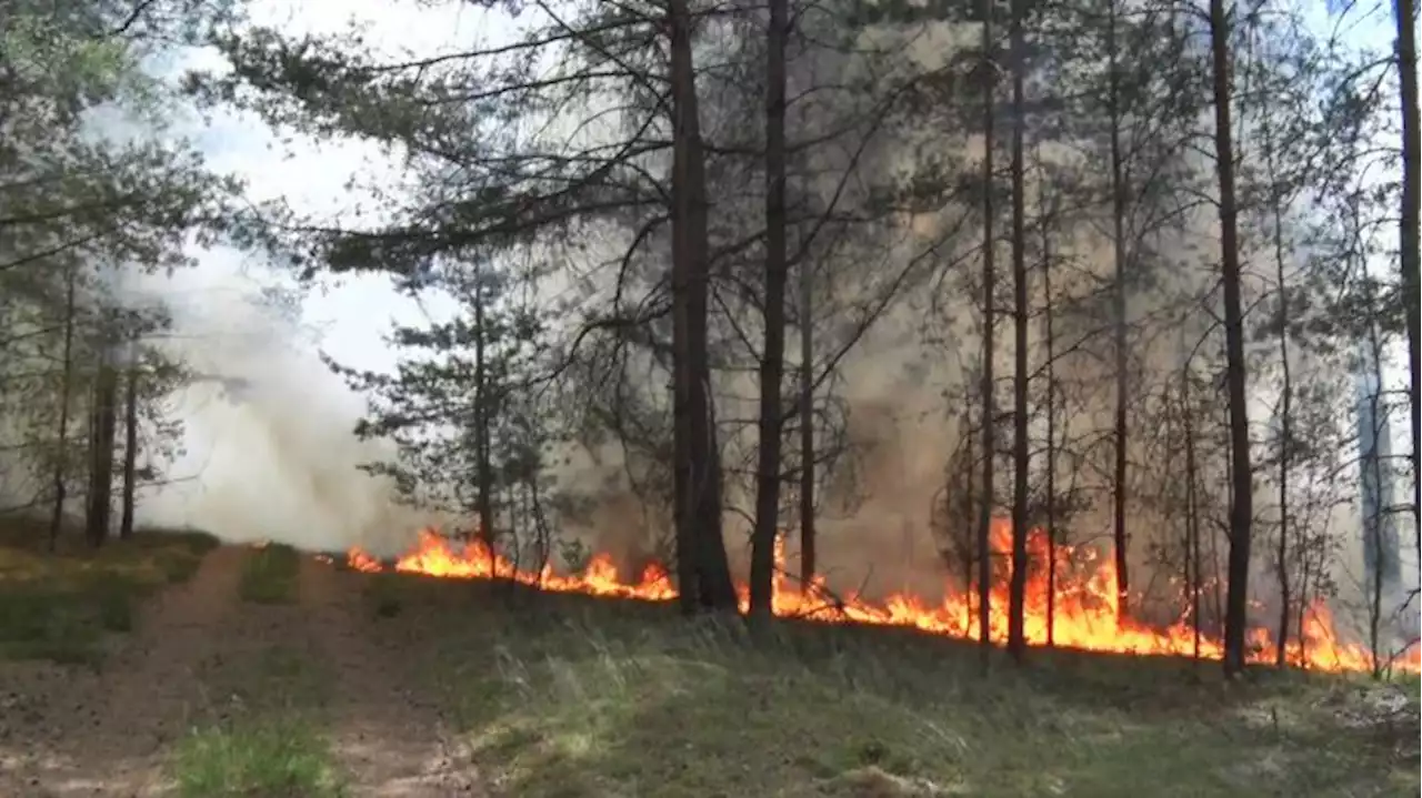 Wie kann der Schutz vor Waldbränden verbessert werden?