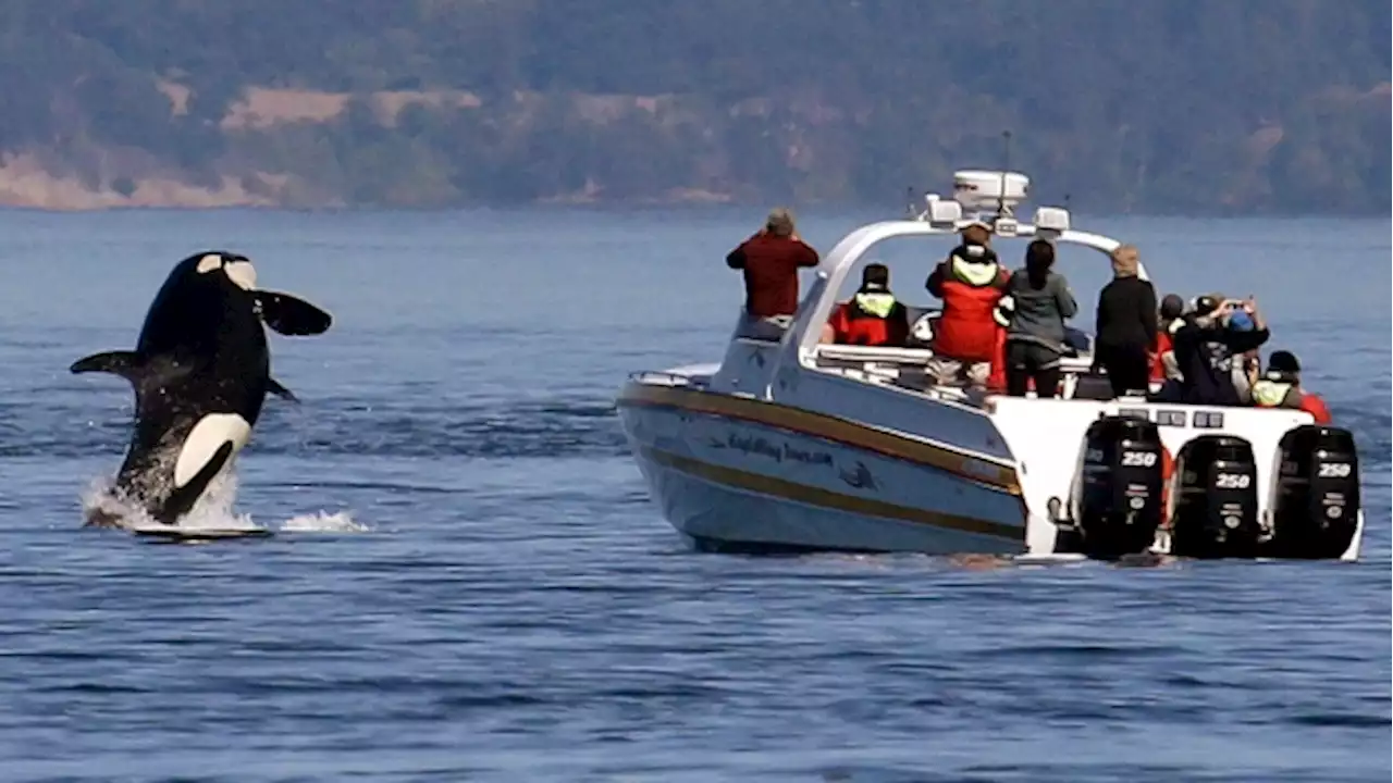 Orcas disrupt boat race near Spain in latest display of dangerous, puzzling behavior