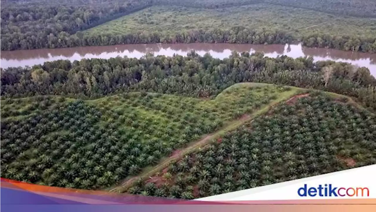 Kacau! Ada Pejabat Main-main dengan Izin Kebun Kelapa Sawit di Hutan