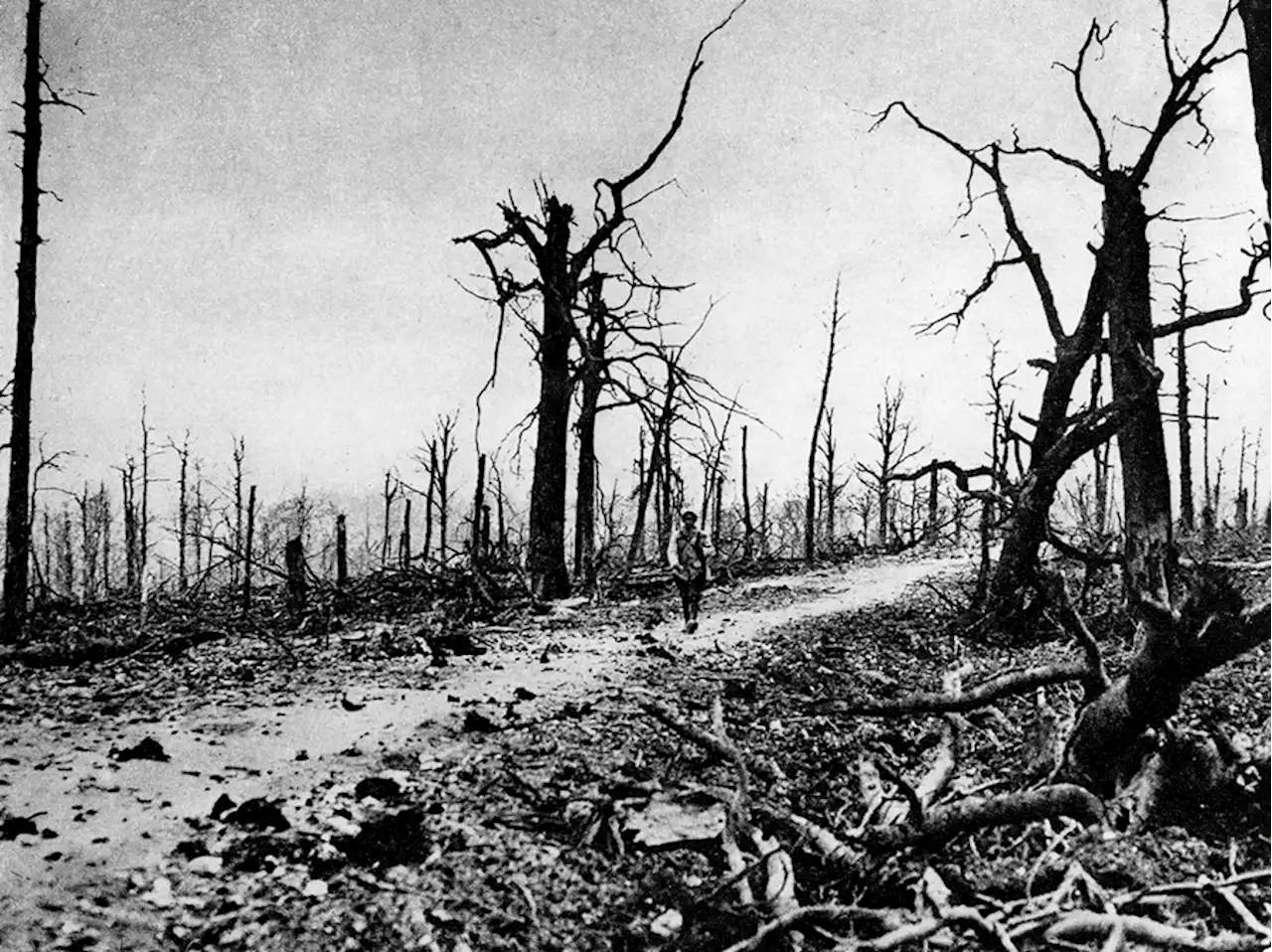 100 Years After WWI, Nature Is Finally Reclaiming A Historic Battlefield