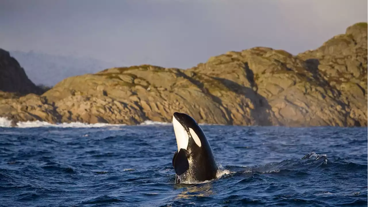 Les orques 'couleuses de bateaux' étendent leur territoire jusqu'en Norvège