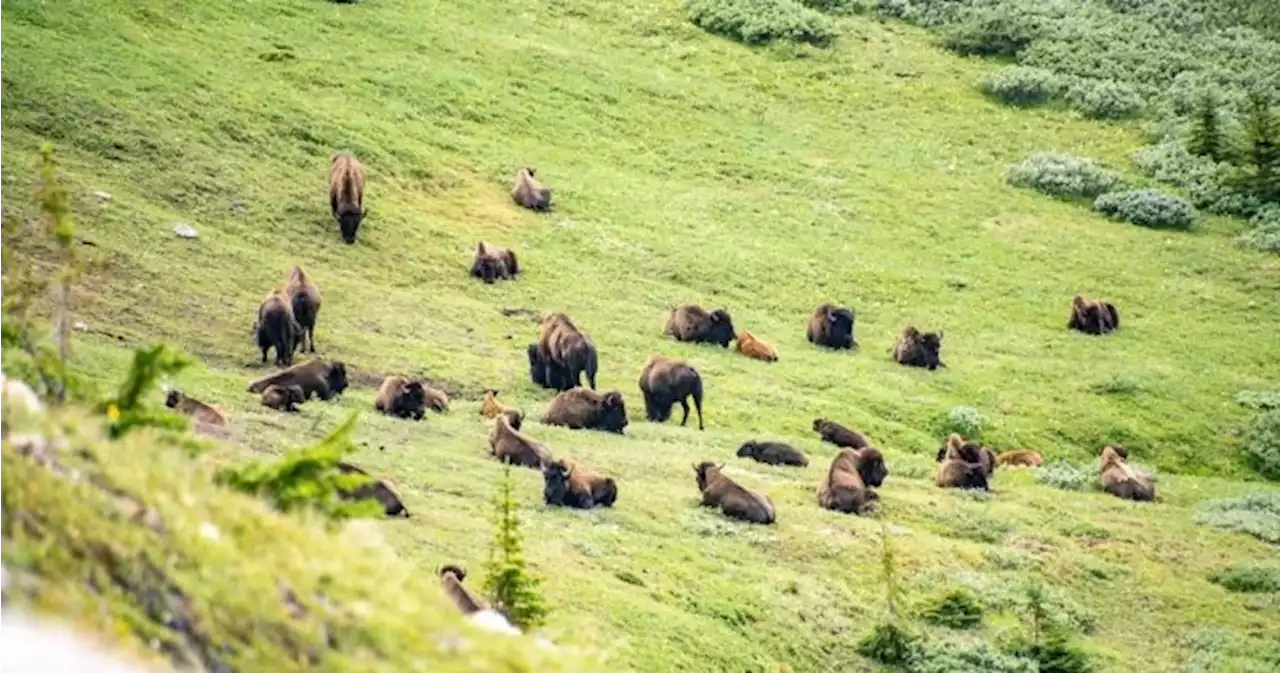 Banff bison population thriving, grows from 16 to 100 in Parks Canada pilot | Globalnews.ca