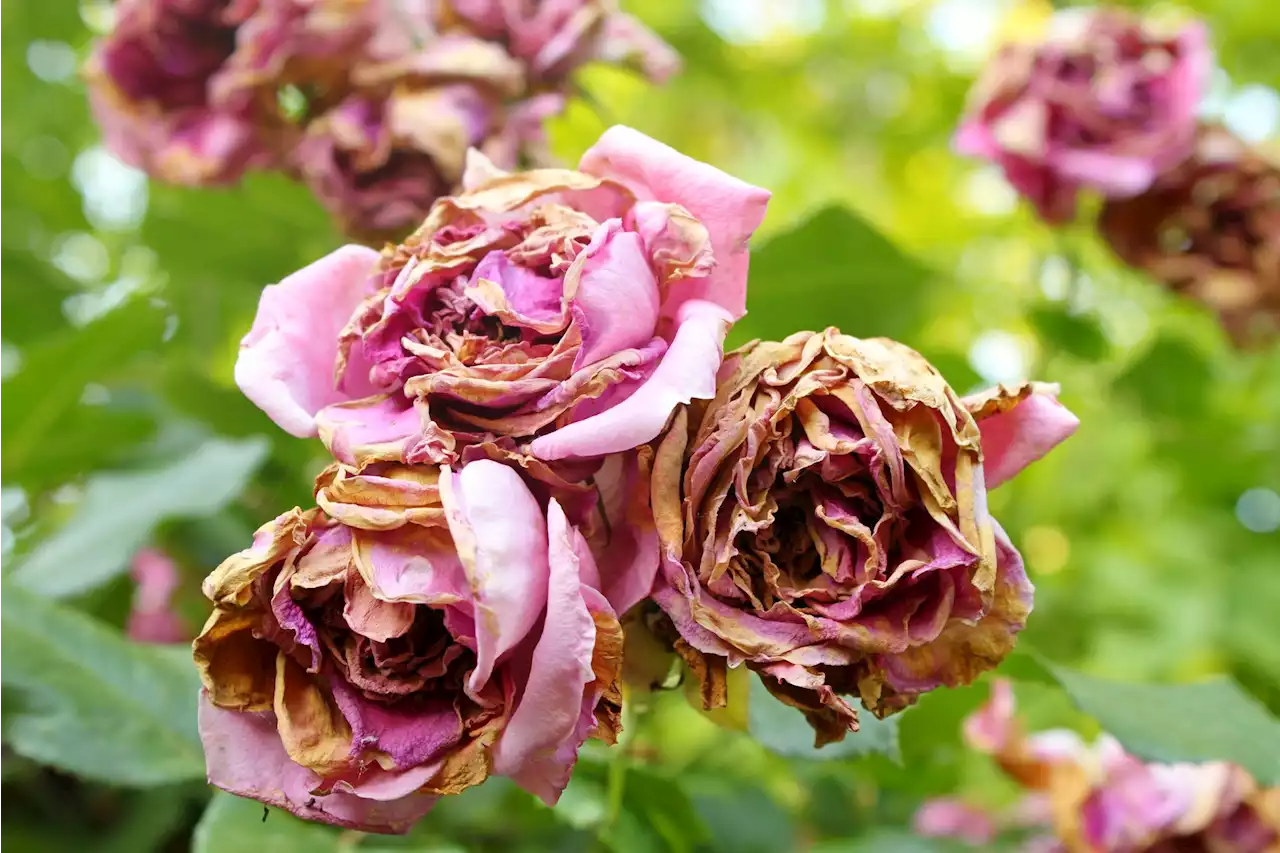 How to take care of your roses during hot and dry weather