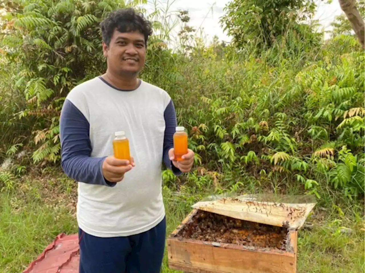 Madu Kelulut Muara Marang yang Banyak Diminati